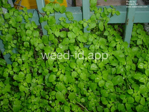pellitory, Florida